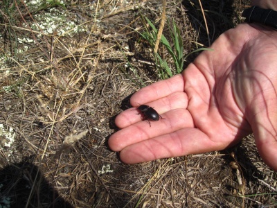 bogárfauna