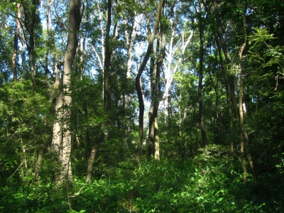 erdőfelmérés