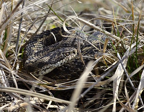 Rákosi vipera portré